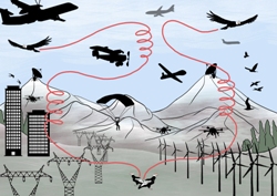 Human-bird activity